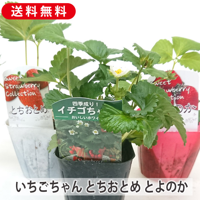 楽天市場】いちご 苗 紅ほっぺ 20株入り 農家向け セット 静岡 イチゴ