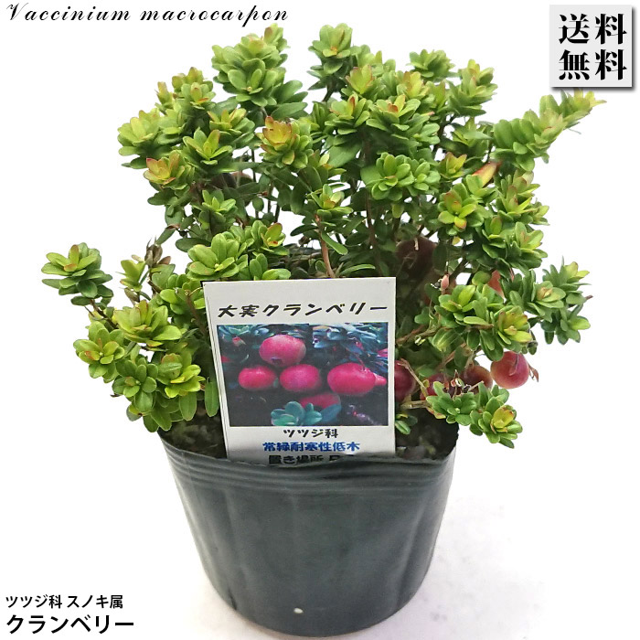 クランベリー苗　かわいいお庭 楽天市場】クランベリー 5号鉢 果樹 苗木 寄せ植え 鉢植え 花壇 お洒落