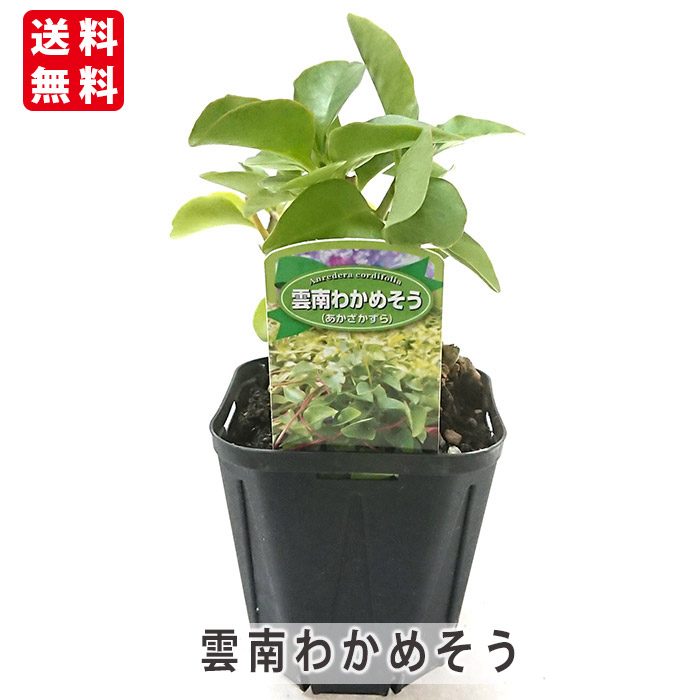 楽天市場】おかわかめ苗 雲南わかめそう 9cmポット オカワカメ 野菜苗