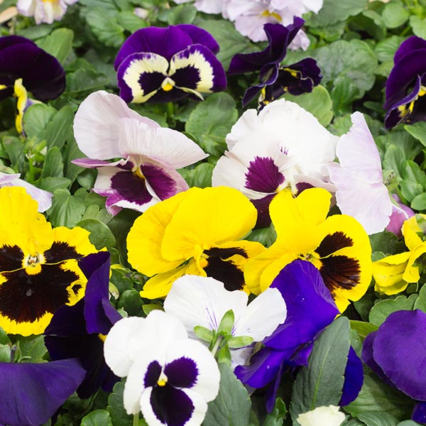 楽天市場】パンジー 花苗 24ポット セット 3号 ポット苗 6品種以上