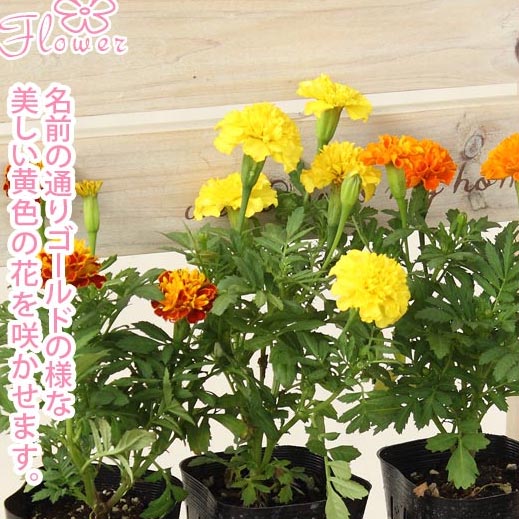 楽天市場 花苗 マリーゴールド カラーミックス 40個 セット 3寸 ケース販売 虫除け効果あり 夏の庭におすすめ コンパニオンプランツとしてもぴったり ソラニワ