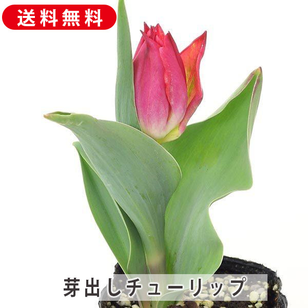 楽天市場】チューリップ グリーンランド 一重咲き22球パック