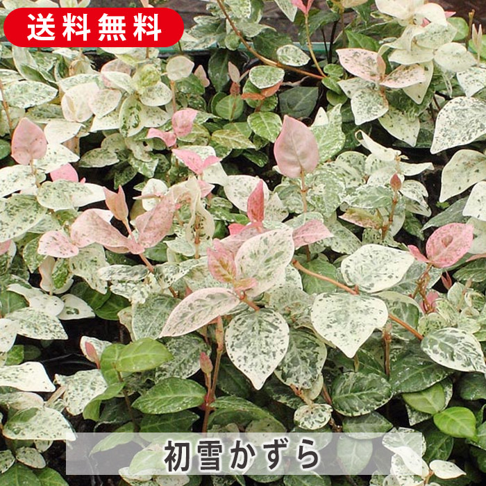 新品種！フィカスプミラ　コアラ③ 新品種〉プミラ コアラ③抜き苗 新品種！フィカスプミラ コアラ③