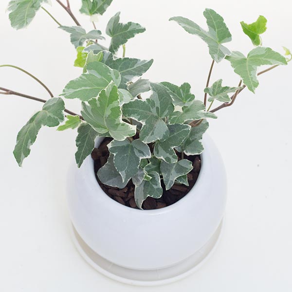 楽天市場 アイビー ヘデラ 空気浄化観葉植物 生花 陶器鉢 プラ鉢皿付 花と緑のはなここ