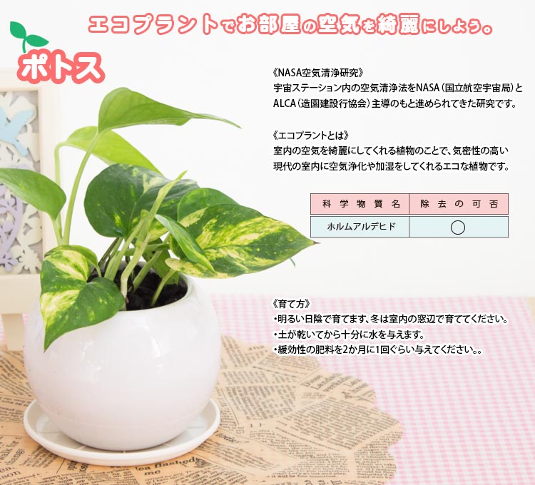 楽天市場 ポトス空気浄化観葉植物 生花 陶器鉢 プラ鉢皿付 花と緑のはなここ