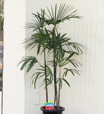 楽天市場 シュロチク 棕櫚竹高さ100cm 1cm6 7号プラ鉢観葉植物 生花 花と緑のはなここ