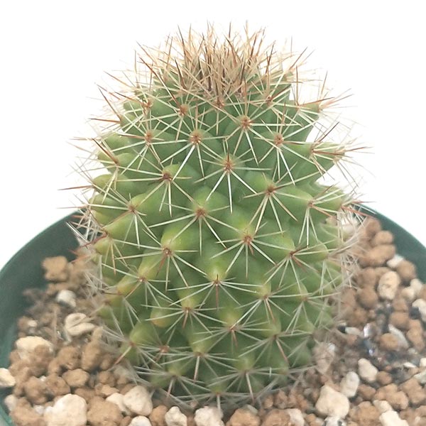 楽天市場】caツルビニカルプス 昇竜丸 0918-10 2.5号鉢 サボテン 現品