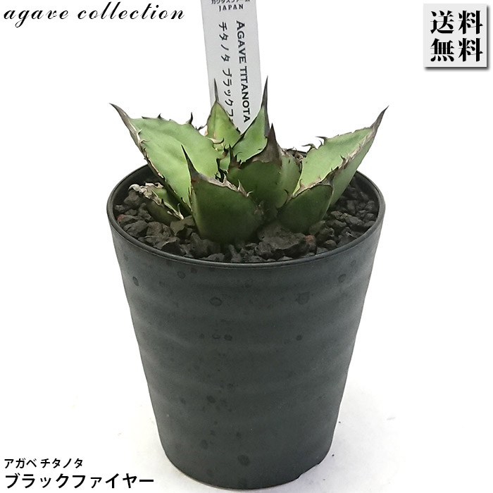 楽天市場】アガベ チタノタブルー 3.5号ポット実生苗多肉植物 ドライ