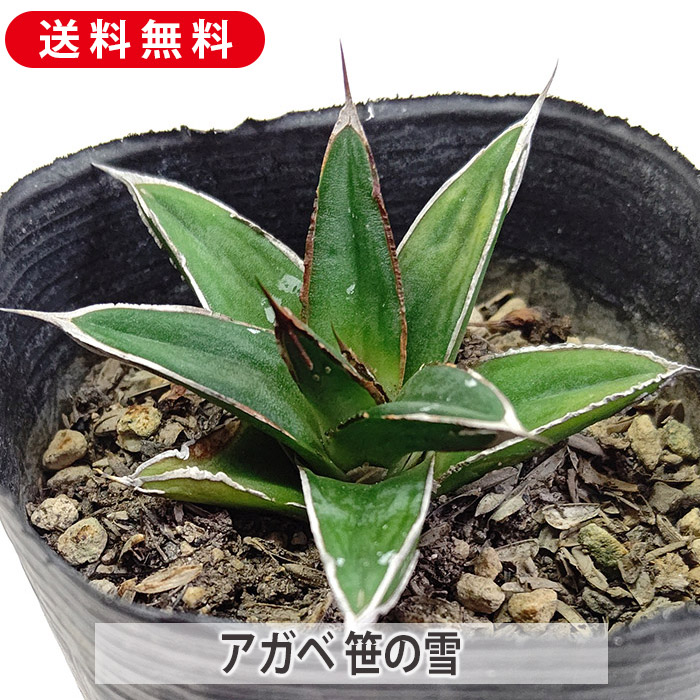 2 アガベ 笹の雪 氷山 強斑 TC苗 特選 Agave 'Hyouzan' Yahoo