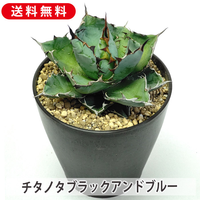 楽天市場】【現品発送】アガベ アテナータ カラズストライプ 7号