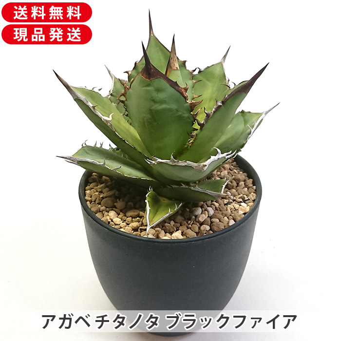 楽天市場】アガベ チタノタ 黒豹 くろひょう Agave titanota Black