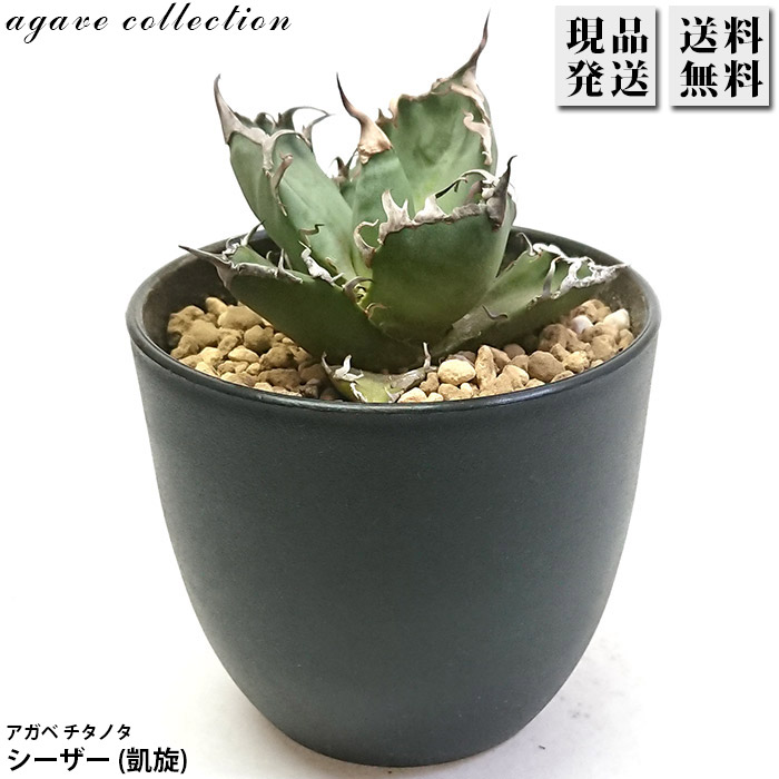 楽天市場】アガベ チタノタ 黒豹 くろひょう Agave titanota Black