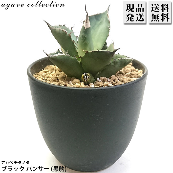 楽天市場】【中央部葉傷み】多肉植物 アガベ チタノタ ブラック