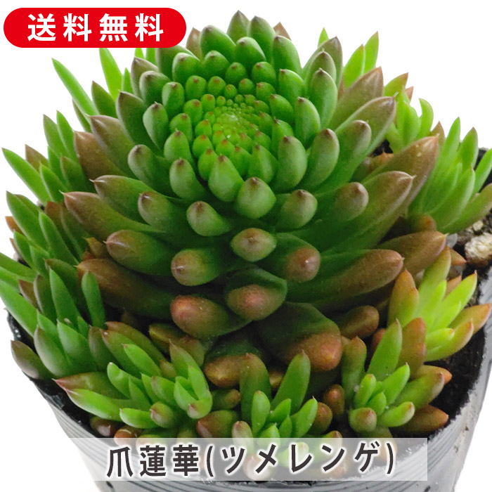 多肉植物 春萌 カット苗（セダムさまお取置き） 多肉植物 春萌 カット苗（セダムさまお取置き）