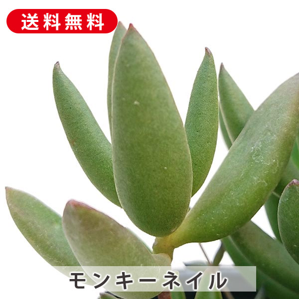 楽天市場】多肉植物 春萌 はるもえ セダム属 カット小苗 多肉