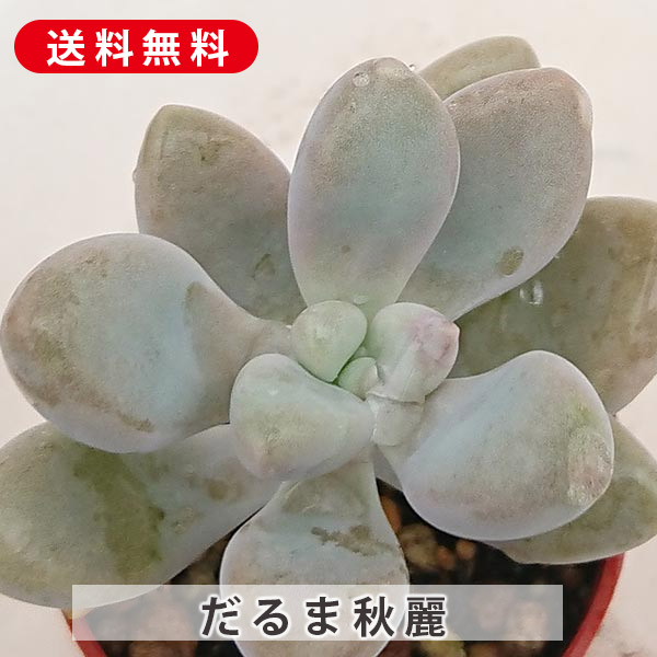 楽天市場】多肉植物 朧月（おぼろづき）グラプトペダルム属 7.5センチ