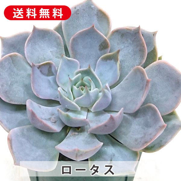 専用　多肉植物　リヤド錦　カット 楽天市場】多肉植物 大和錦 やまとにしき エケベリア属 カット小苗