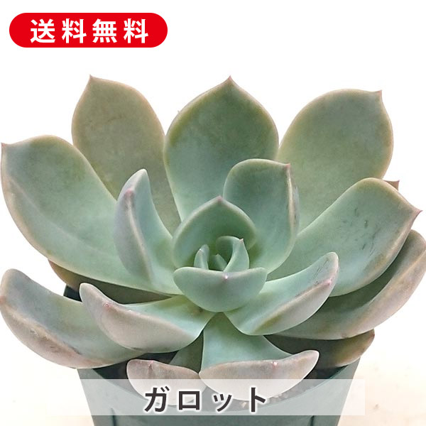多肉植物^o^ 黄麗｜Yahoo!フリマ（旧PayPayフリマ）