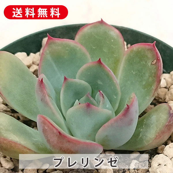楽天市場】多肉植物 パラグアイエンセ グラプトペタルム属 楽天市場】多肉植物 パラグアイエンセ グラプトペタルム属