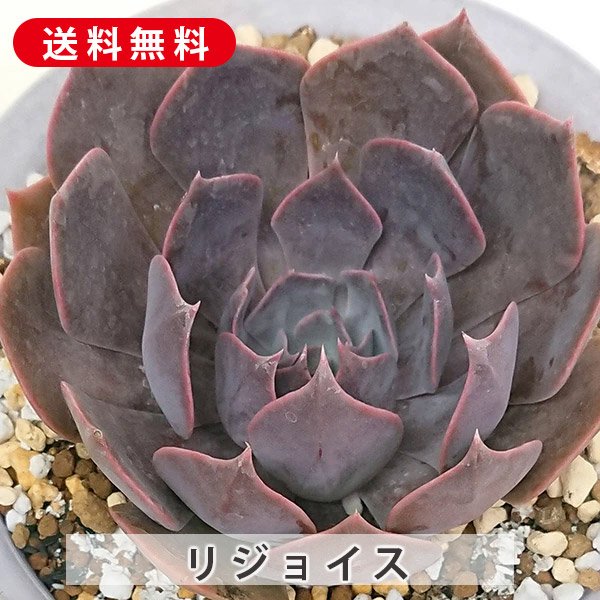 楽天市場】多肉植物 ハロウィン アエオニウム属 カット小苗 多肉植物