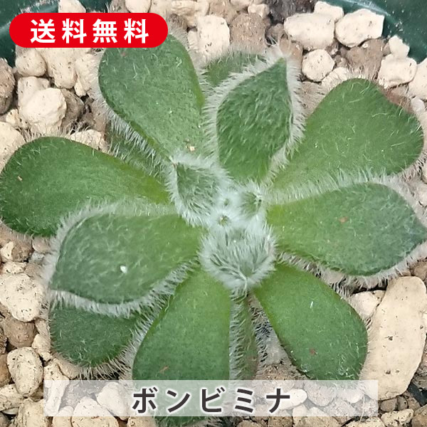 多肉植物 春萌 カット苗（セダムさまお取置き） 0_18be64e172d96e27354669425b14