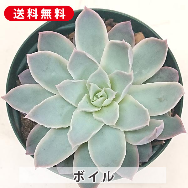 楽天市場】多肉植物 レディジア セデベリア属 カット小苗 多肉 寄せ