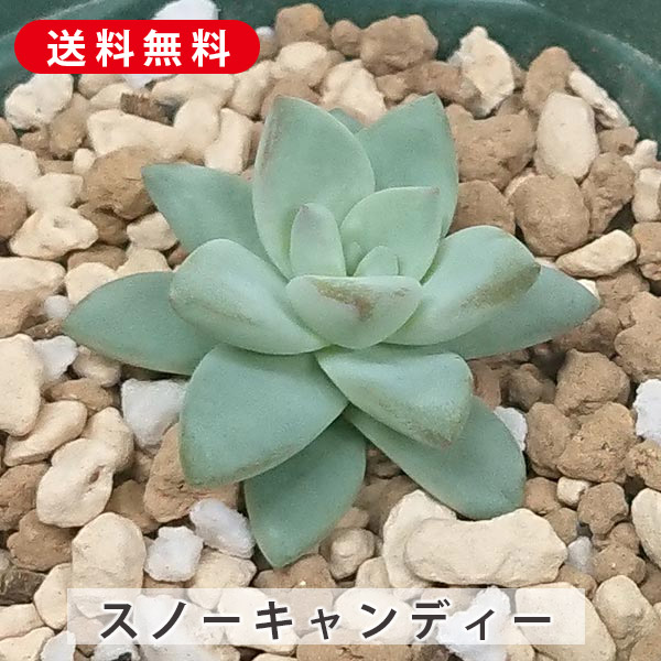 楽天市場】多肉植物 小紫 こむらさき グラプトベリア属 カット小苗