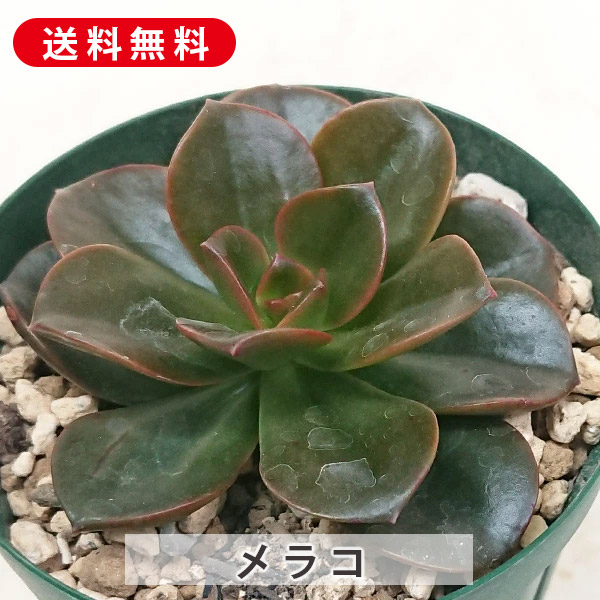 楽天市場】多肉植物 ジョアンダニエル エケベリア属 カット小苗 多肉