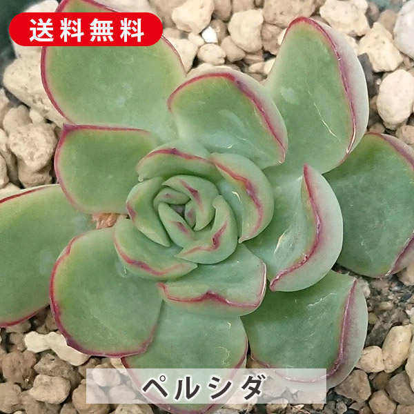 楽天市場】多肉植物 黄麗 オウレイ 月の王子 セダム属 カット