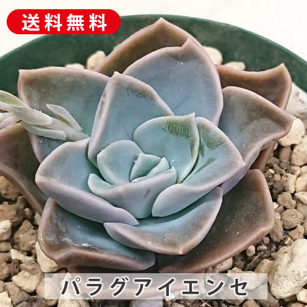 楽天市場】多肉植物 小紫 こむらさき グラプトベリア属 カット