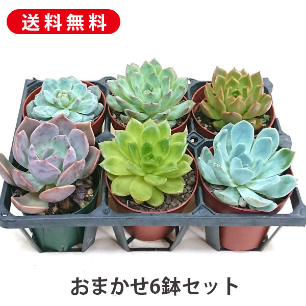 エケベリア多肉植物セット 楽天市場】予約販売 多肉植物 エケベリア 6個セット 期間限定 福袋