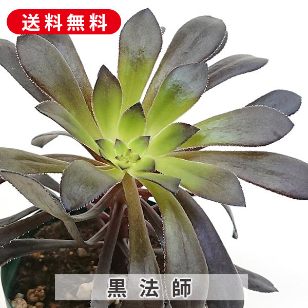 51#多肉植物❤️アエオニウム錦❤️ 白鳳錦 ❤️9頭25cm拔き苗 51#多肉