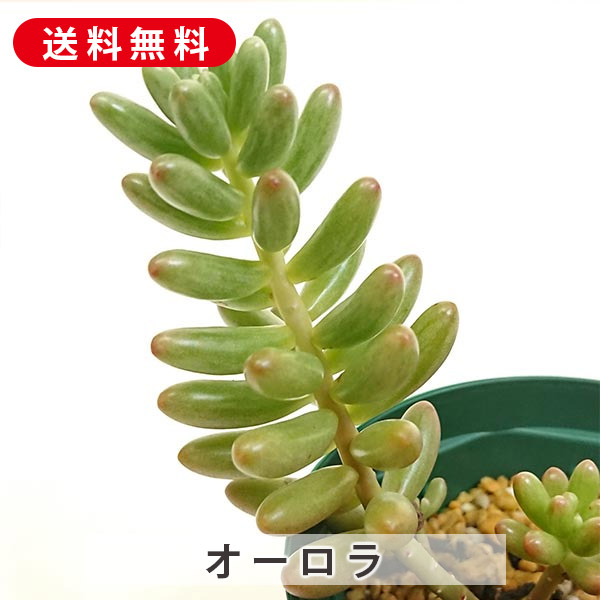 楽天市場】多肉植物 春萌 はるもえ セダム属 カット小苗 多肉