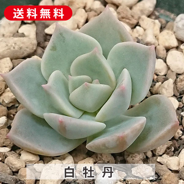 楽天市場】多肉植物 黄麗 オウレイ 月の王子 セダム属 カット 楽天市場】多肉植物 黄麗 オウレイ 月の王子 セダム属 カット
