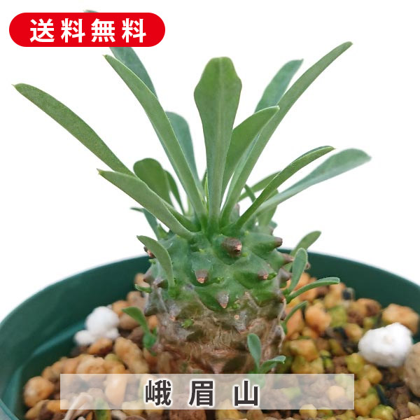 リプサリスサルコイアシ 抜き苗サボテン リプサリスサルコイアシ 抜き