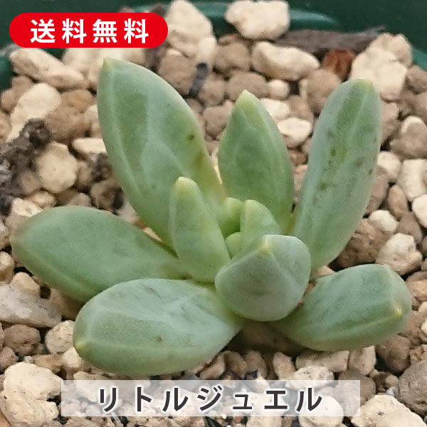 楽天市場】多肉植物 オーロラ セダム属 カット小苗 多肉植物 多肉 寄せ