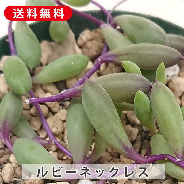 楽天市場】現品発送 アガベ チタノタ南覇王 リュウゼツラン科 鉢 楽天市場】現品発送 アガベ チタノタ南覇王 リュウゼツラン科 鉢