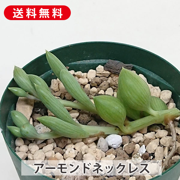 楽天市場】アーモンドネックレス 可愛い 多肉植物 3号サイズ 苗 葉型が