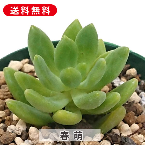 楽天市場】多肉植物 kthグラプトセダム 小桃いろは 品種登録出願