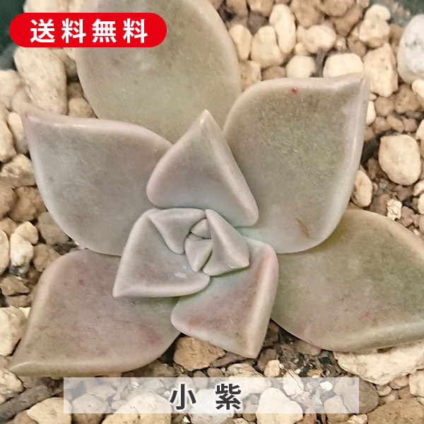 多肉植物 春萌 カット苗（セダムさまお取置き） 多肉植物 春萌 カット苗（セダムさまお取置き）