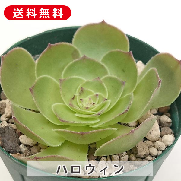 楽天市場】多肉植物：アエオニウム スミッチー*幅12cm : 遊恵