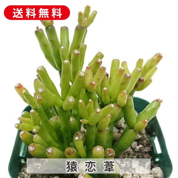 楽天市場】レア品種 アエオニウム 白鳳錦 ハクホウニシキ 3号サイズ