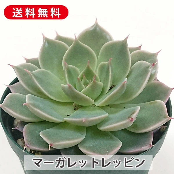 多肉植物^o^  ムラサキ　小苗 楽天市場】多肉植物 小紫 こむらさき グラプトベリア属 カット