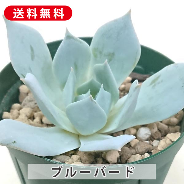 多肉植物^o^  ムラサキ　小苗 楽天市場】多肉植物 小紫 こむらさき グラプトベリア属 カット小苗