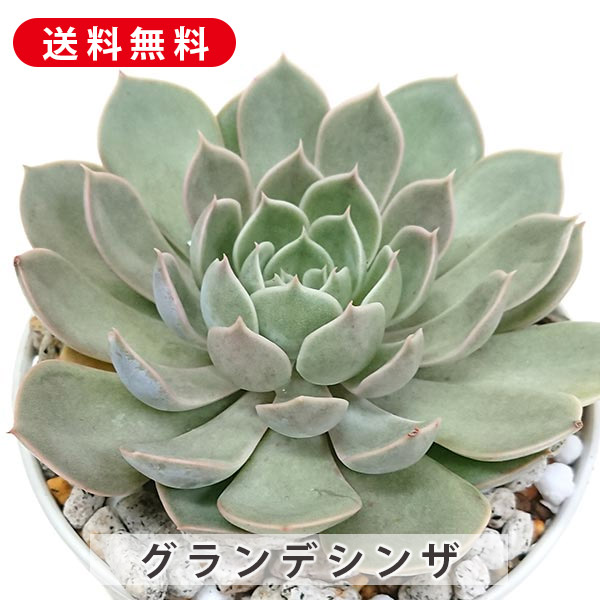 楽天市場】多肉植物 大和錦 やまとにしき エケベリア属 カット小苗