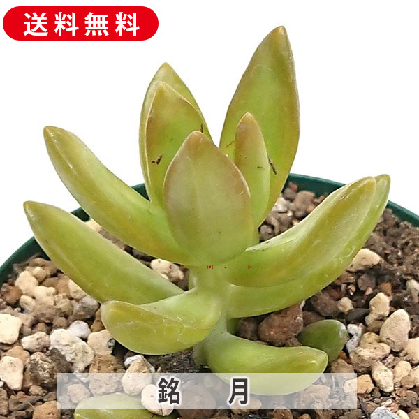 多肉植物 春萌 カット苗（セダムさまお取置き） 【公式通販】