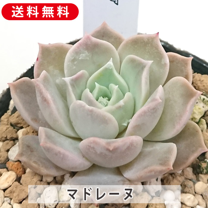 ✡イードンスノー カット苗 多肉植物 ✡イードンスノー カット苗 多肉植物