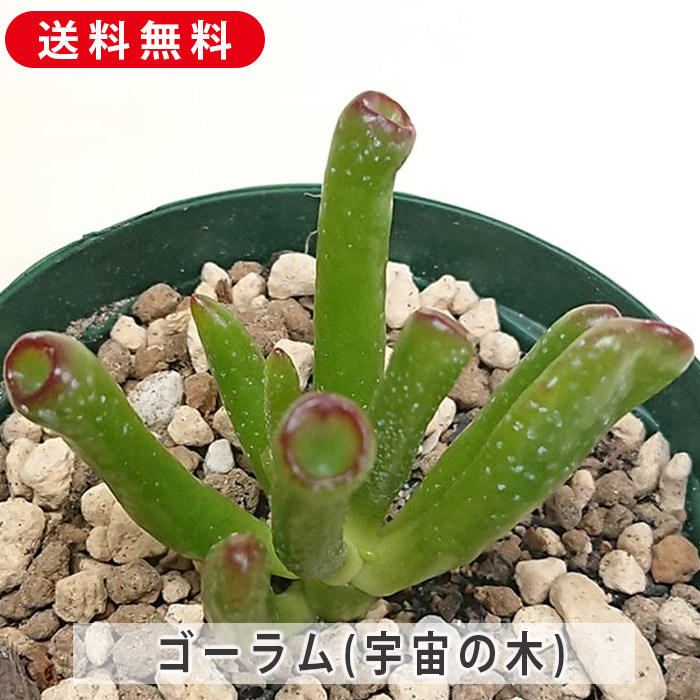 楽天市場】多肉植物 春萌 はるもえ セダム属 カット小苗 多肉