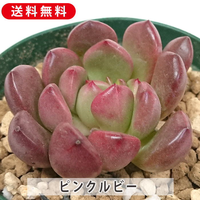 楽天市場】多肉植物 黄麗 オウレイ 月の王子 セダム属 カット