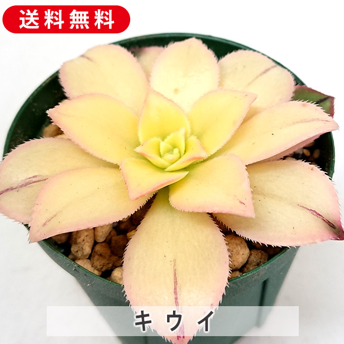 69#多肉植物アエオニウム錦❤️夕映え キウイ❤️1大頭9小頭25子芽26cm拔き苗 アエオニウム キウイ Aeonium 'Kiwi'｜多肉植物図鑑 PUKUBOOK